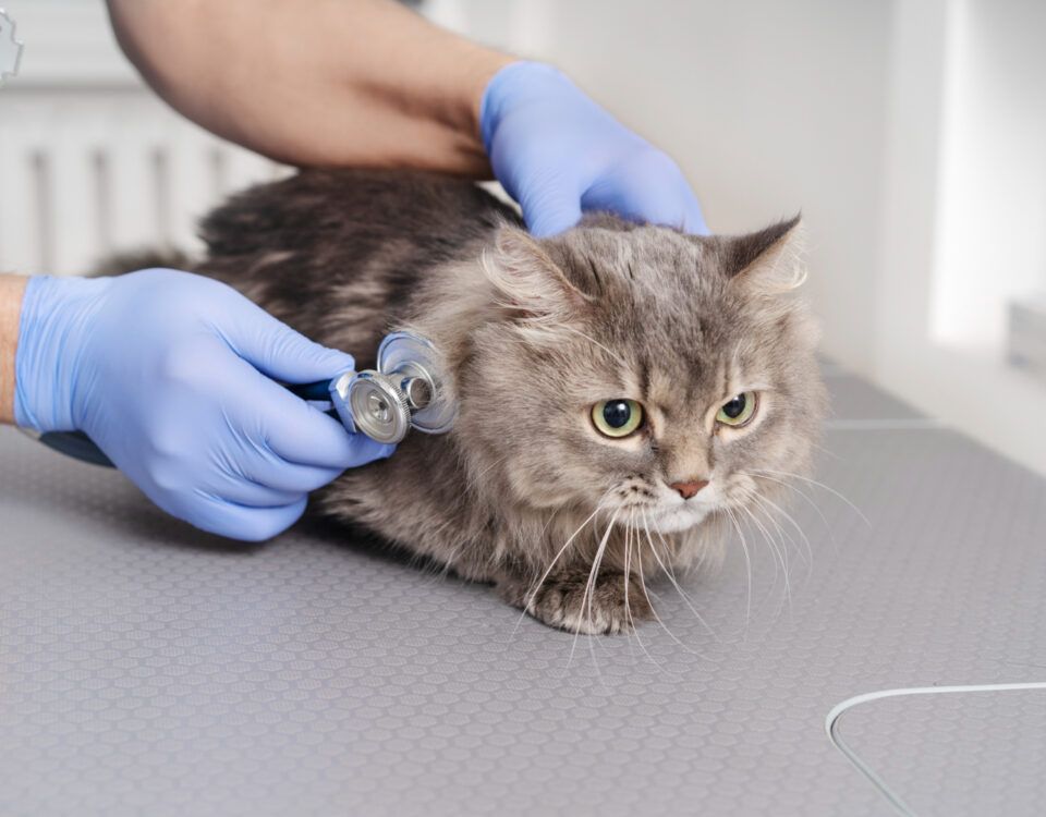 cabinet-veterinar-bucuresti-1